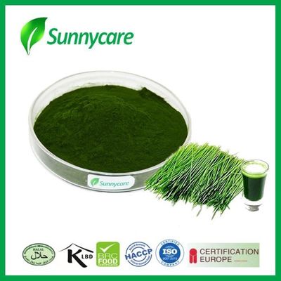 84012-44-2 Green Natural Food Additives Triticum Aestivum Wheat Grass Juice Powder