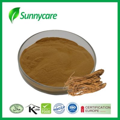 Estratto di Dong Quai Angelica sinensis Aumenta l' immunità Alimenti funzionali Bevande energetiche